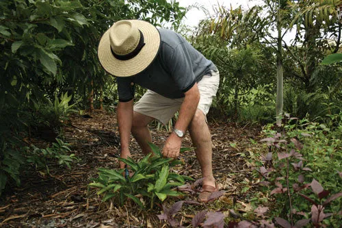 Kooringal - Straw Gardener